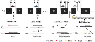 Rapid Genetic Diagnosis of Citrin Deficiency by Multicolor Melting Curve Analysis